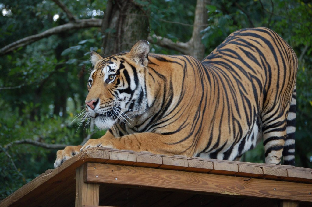 Please take your own safari and visit my favorite place on this earth - Noah's Ark Animal Sanctuary in Locust Grove, GA. 