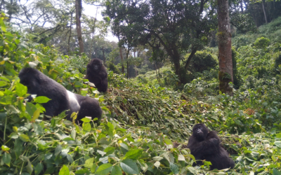 Gorilla Trekking Guide To Bwindi Impenetrable Forest National Park