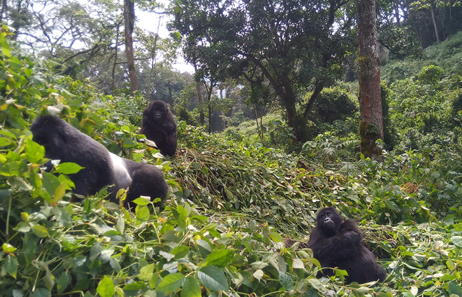 Gorilla Trekking Guide To Bwindi Impenetrable Forest National Park
