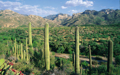 Free Yourself with a Hike in Tucson