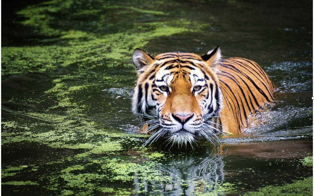 Places with Tiger Tours To Visit In India