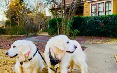 Just Food For Dogs is the BEST