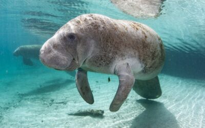 What You Need to Know About Traveling to St. Petersburg – Clearwater