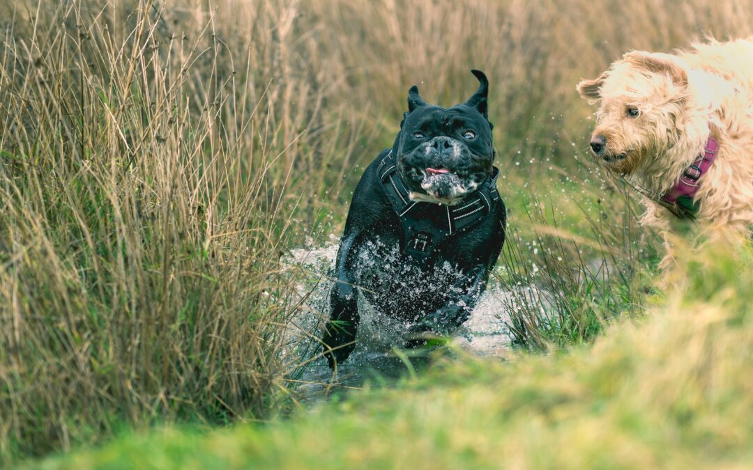 How To Spend More Time Outdoors With Your Dog